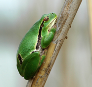 ..::Tree-frog::..